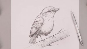 Как нарисовать птицу Соловья на ветке карандашом поэтапно