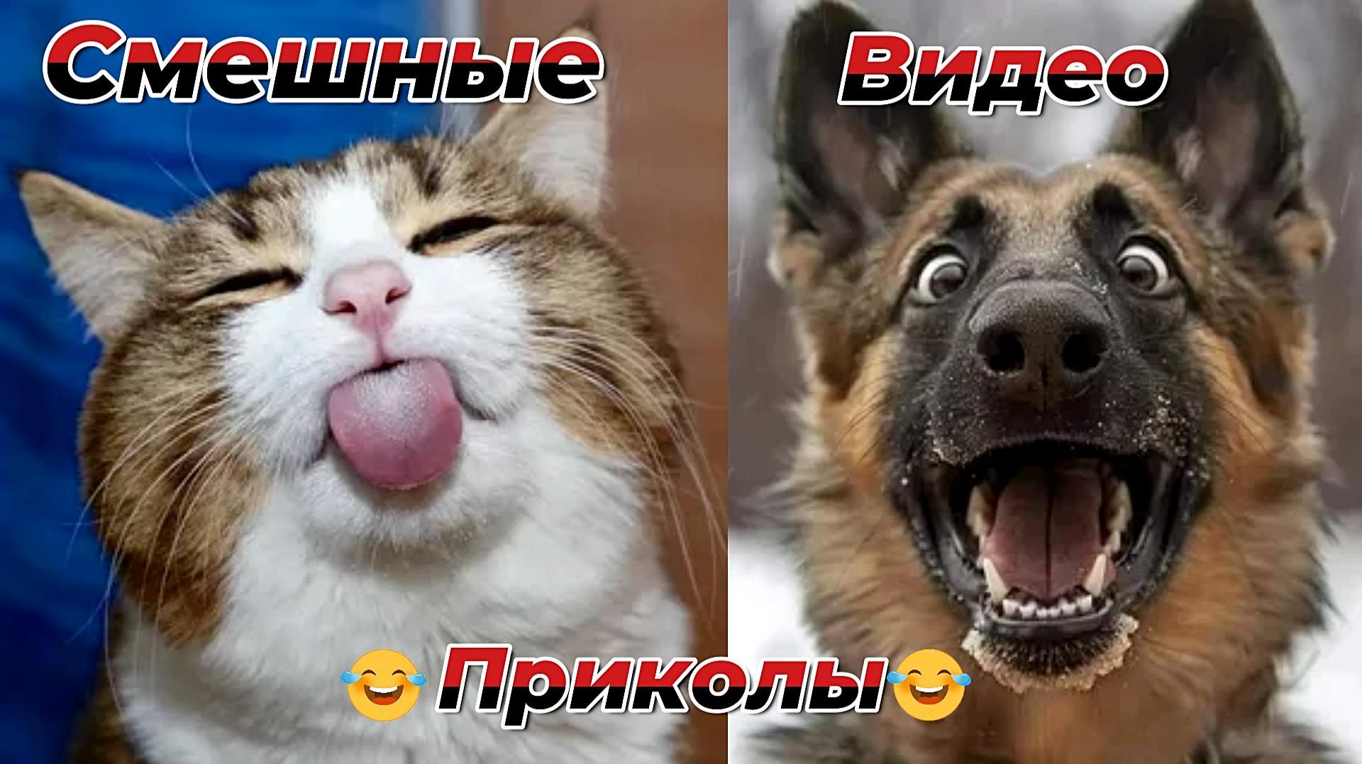 Смешные видео приколы|Коты и собаки|Юмор и Приколы.
