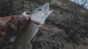 Эти приманки ловят. Снова крокодил подсел.