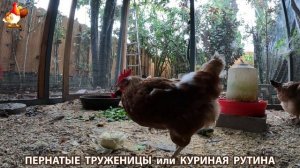 Куриная рутина – что делают куры на выгуле 😂 эпизод (75)