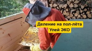 Деление на пол-лёта в улье лежаке ЭКО. Пасека под ключ на сопровождении, клиент в отпуске