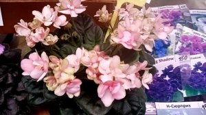 Выставка в Краснодаре  29-30 ноября. ТРЦ Галактика. Часть 2. Море цветов.