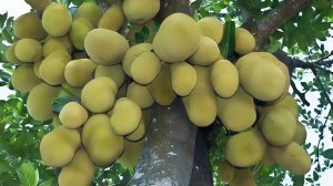 Добываем плоды хлебного дерева.