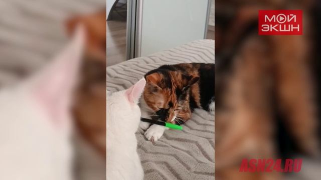 «Забыла прочитать инструкцию»: в Благовещенске кошка использовала ручку не по назначению смотреть онлайн