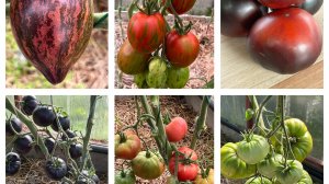 Проверенные годами! Выбор сортов томатов на сезон 2026!