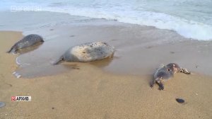 Число обнаруженных мертвых тюленей на Берегу Каспийского моря  растет