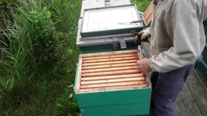 провальный точек по меду