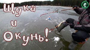 ЩУКА, ОКУНЬ В ТРАВЕ НА ЖЕРЛИЦЫ И МОРМЫШКУ, НЕ ПЕРВЫЙ ЛЁД В СВЕРДЛОВСКОЙ ОБЛАСТИ, РЫБАЛКА НА УРАЛЕ!