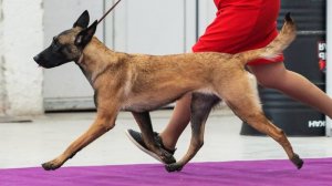 Бельгийская овчарка. История происхождения породы и особенности ее дрессировки 2025-12-03 12-03-01