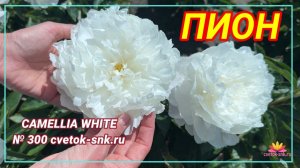 Пион "Camelia White"/Сад Ворошиловой