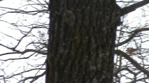 пищуха зимой