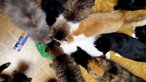 Интересно кошкам очень: что в пакете там лежит?