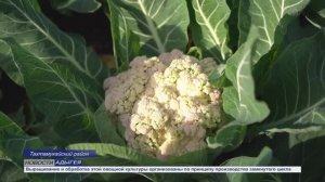 Информационный выпуск Майкопского телевидения 3.12.25