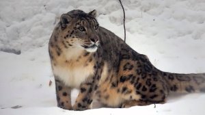 Снежный барс Саян посмотрел на киперов и залез повыше на лежанку.