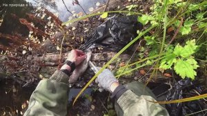 Как поймать хариуса осенью? Плотина бобра речку превратило в озеро. 3 серия