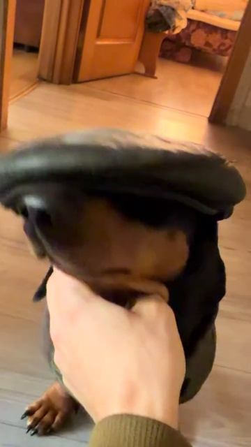 Мафионзник