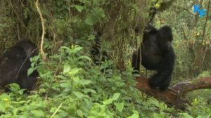 горила эдит