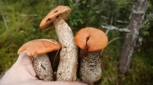 Из этого леса не захочешь выходить