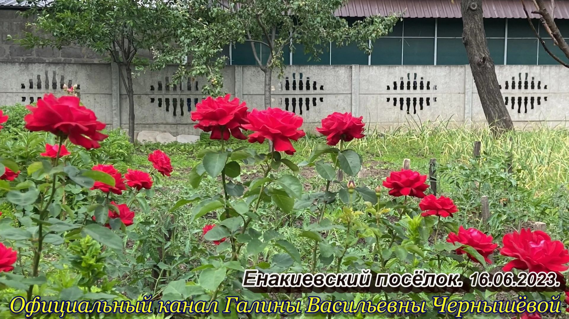 2023. "Без комментариев | Красота природы на дачном участке". 16.06.2023.