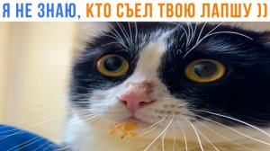 Я НЕ ЗНАЮ, КТО СЪЕЛ ТВОЮ ЛАПШУ! ))) Приколы | Мемозг 1693