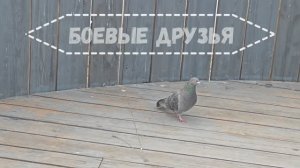 9 мая боевые друзья