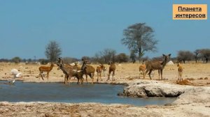 ЖИВОТНЫЕ АФРИКИ для детей