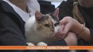 Школьники Саранска поддержали благотворительную акцию «Снежный ГАВ»