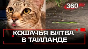 Рики-Тики-Тави по-кошачьи: спасение семьи от ядовитой змеи в Таиланде