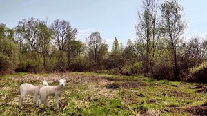 Последние дни апреля.