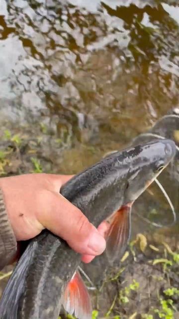 Подуст - рыба краснокнижная. Плыви, брат!