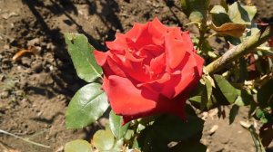 ВИДЕО  ПВН  ББ   (303)