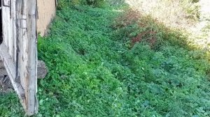 У ХОРОШЕГО САДОВОДА - ГРИБЫ РАСТУТ В ОГОРОДЕ. КОНЕЦ СЕЗОНА, грустно расставаться....