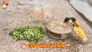 Суточные утята начинают свою жизнь 🤗