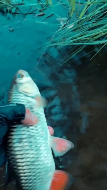 Голавль на Каликану #fishing  #рыбалка #pontoon21