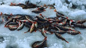 С ОДНОЙ ЛУНКИ КУЧА ОКУНЯ. окунёвый лифт