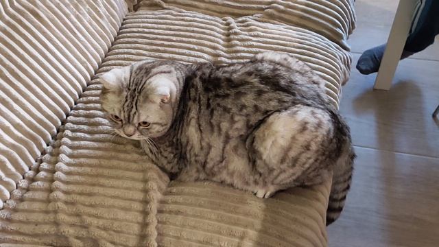 Киса давай поцелуемся!?