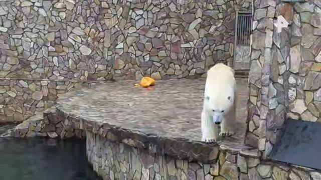Белой медведице Хаарчаане из Ленинградского зоопарка исполнилось девять лет смотреть онлайн