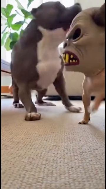 Хозяин, спасибо за маску #юмор @hk00852c