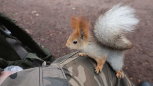Балерина забежала перекусить