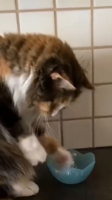 Пора устроить генеральную уборку и в доме навести чистоту!