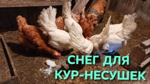 Жизнь в деревне Можно ли давать курам-несушкам снег и талую воду