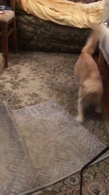 Санкт-Петербург.03.12.2025. Котёнок Персик охотится. Эпизод 2