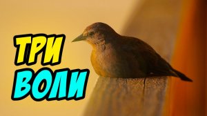 Три воли - Василий Савич. Христианские проповеди