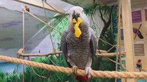 В Сочи открылся первый на курорте попугариум