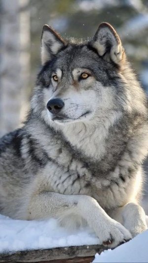 Волк - Одиночка