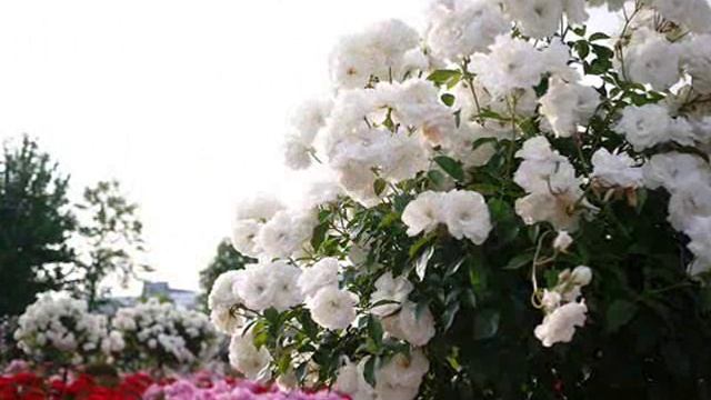 В парке Чаир. смотреть онлайн