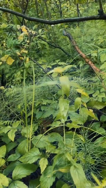 Двойная удача: Белые грибы на рыбалке