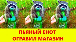 Пьяный енот устроил погром в винно-водочном магазине и уснул в туалете