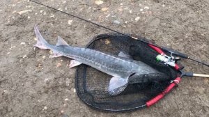 поимка осетра