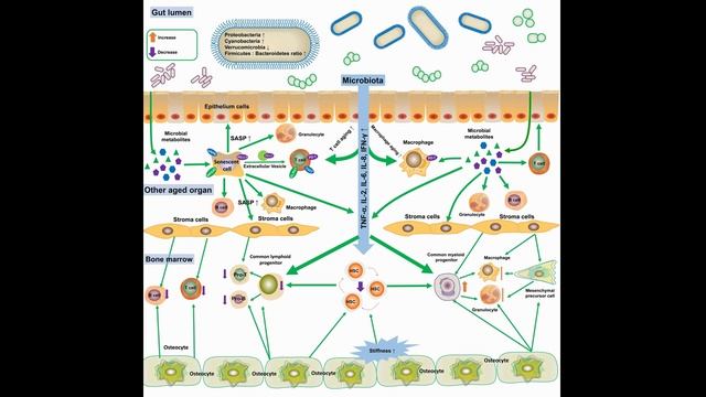 Иммуностарение при старении и нейродегенеративных заболеваниях